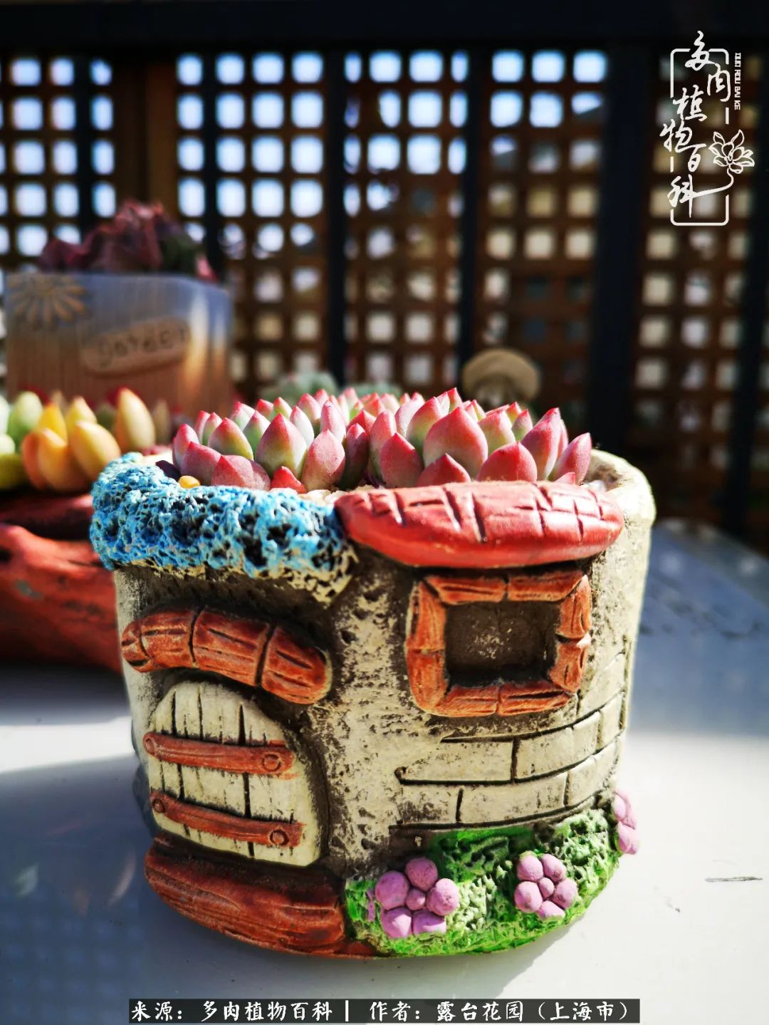 这6种多肉又粉又可爱萌翻少女心,粉粉萌萌的多肉有哪些