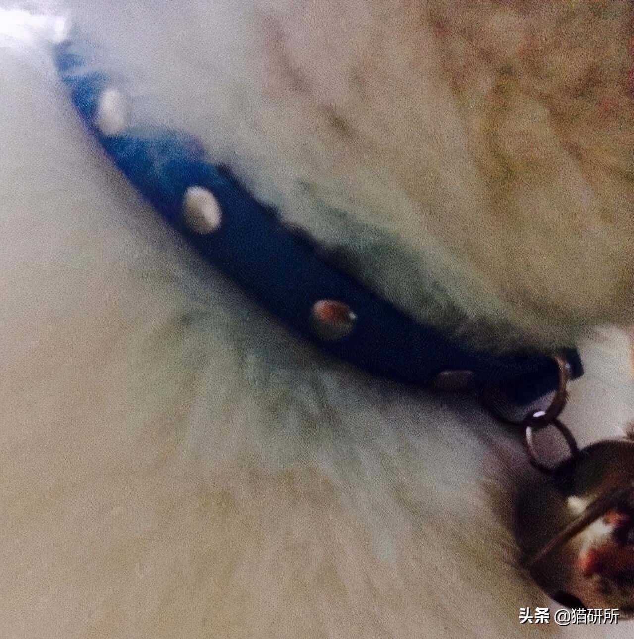 猫咪项圈对猫咪有危害吗,猫项圈给猫咪带来的危害