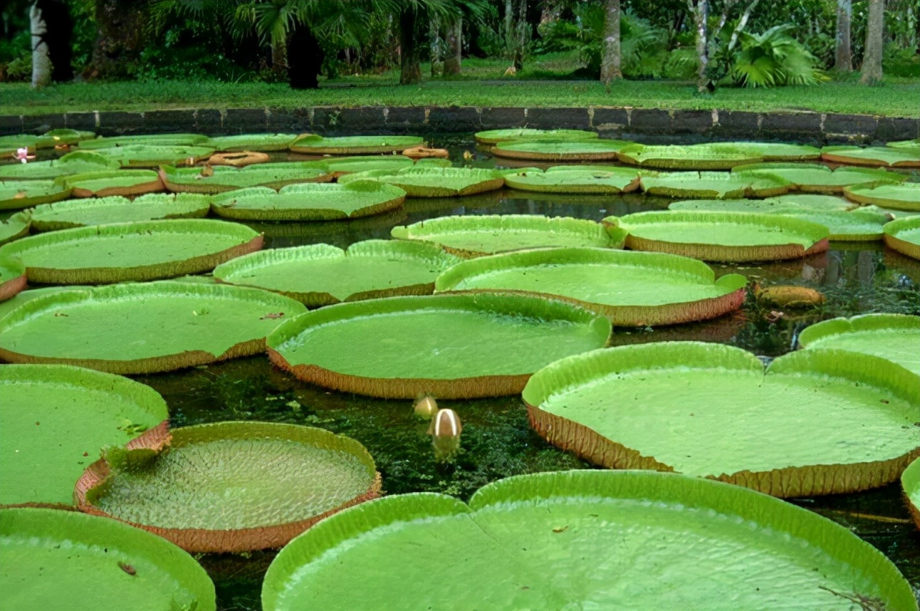 非洲毛里求斯在哪里,非洲岛国毛里求斯概况