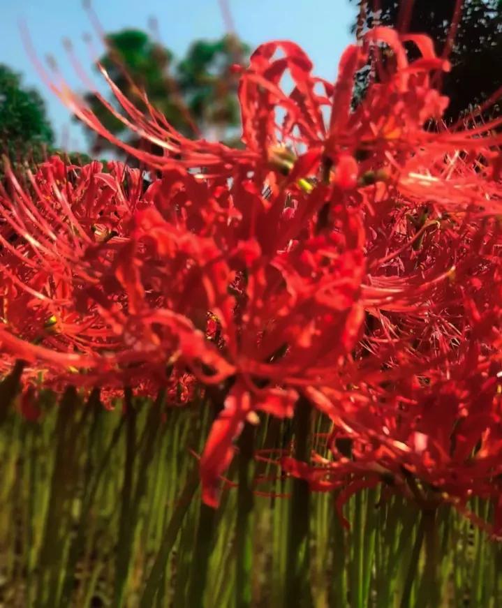 现场实拍曼珠沙华 (全职法师曼珠沙华)