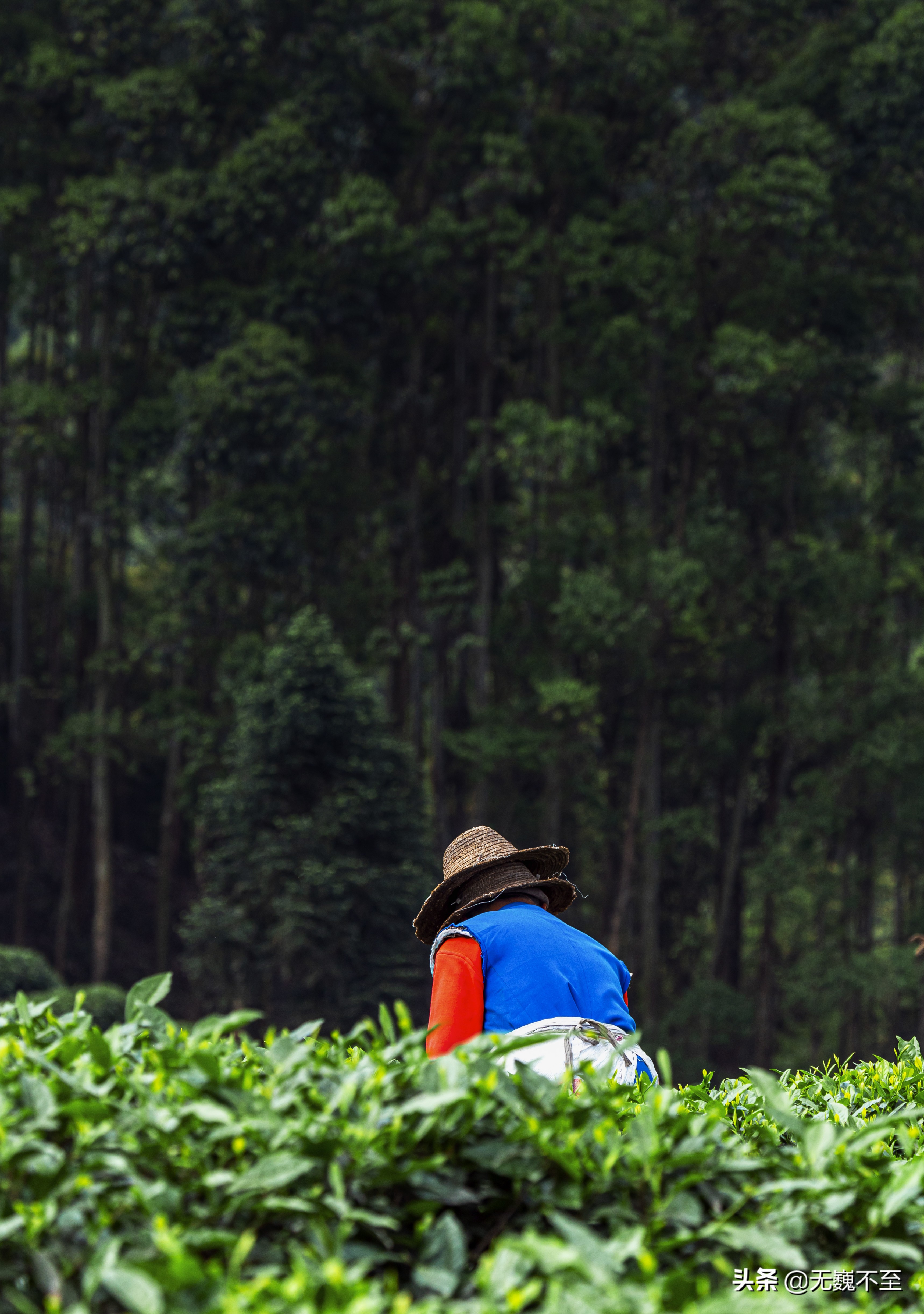 四川雅安牛碾坪万亩观光茶园绿道,雅安旅游景点十大排行榜牛背山