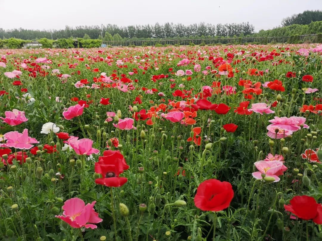 打卡北京紫谷伊甸园虞美人花海,通州看花的景点推荐免费