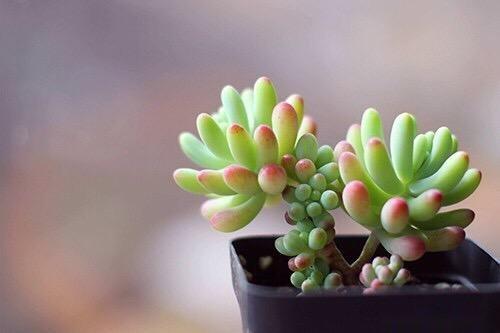 肉肉名字五行属什么,肉肉这个名字招财吗