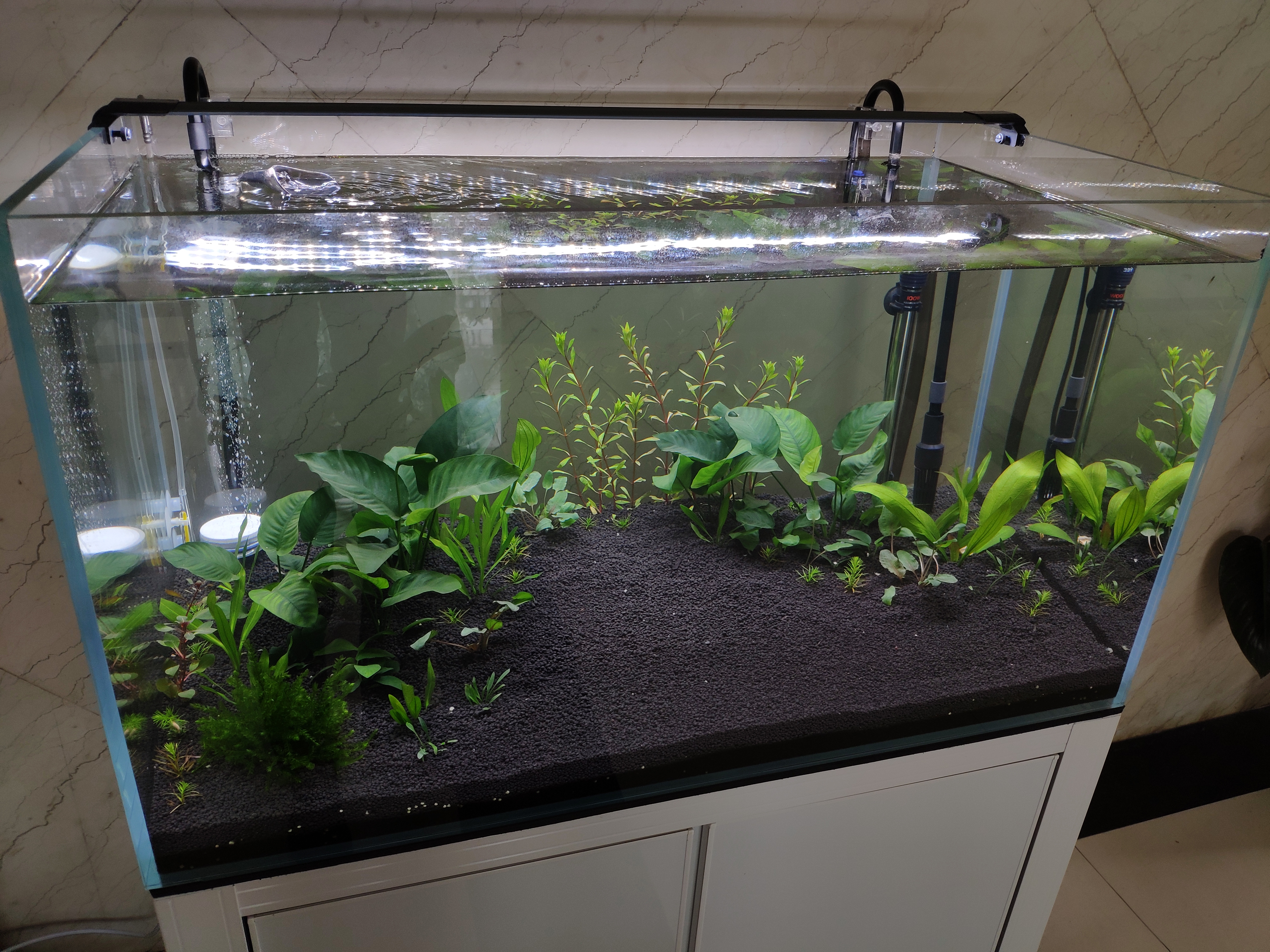 哪种小型鱼缸最好养,鱼缸养什么比较好看