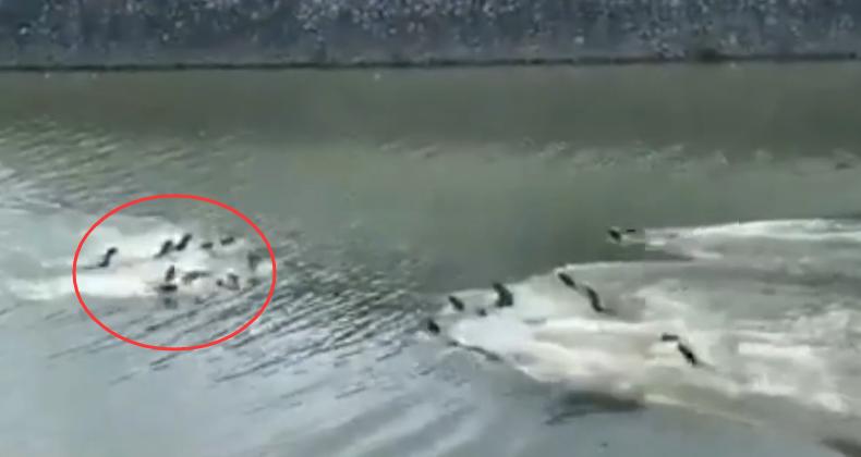 两水獭家族打群架,两个水獭家族之间的战争完整版