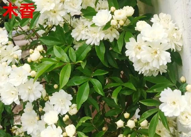 真正的月季花苗,最便宜的月季苗