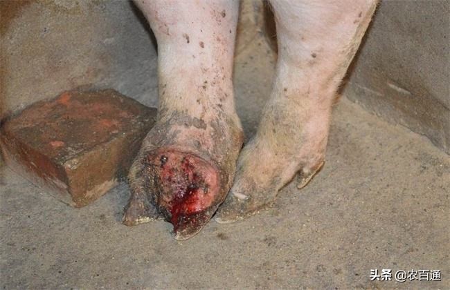 养猪注意预防2种秋季最常见的猪病：蓝耳病、口蹄疫