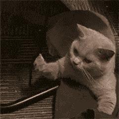 可爱小猫表情包搞笑图片,开心表情包可爱搞笑图片