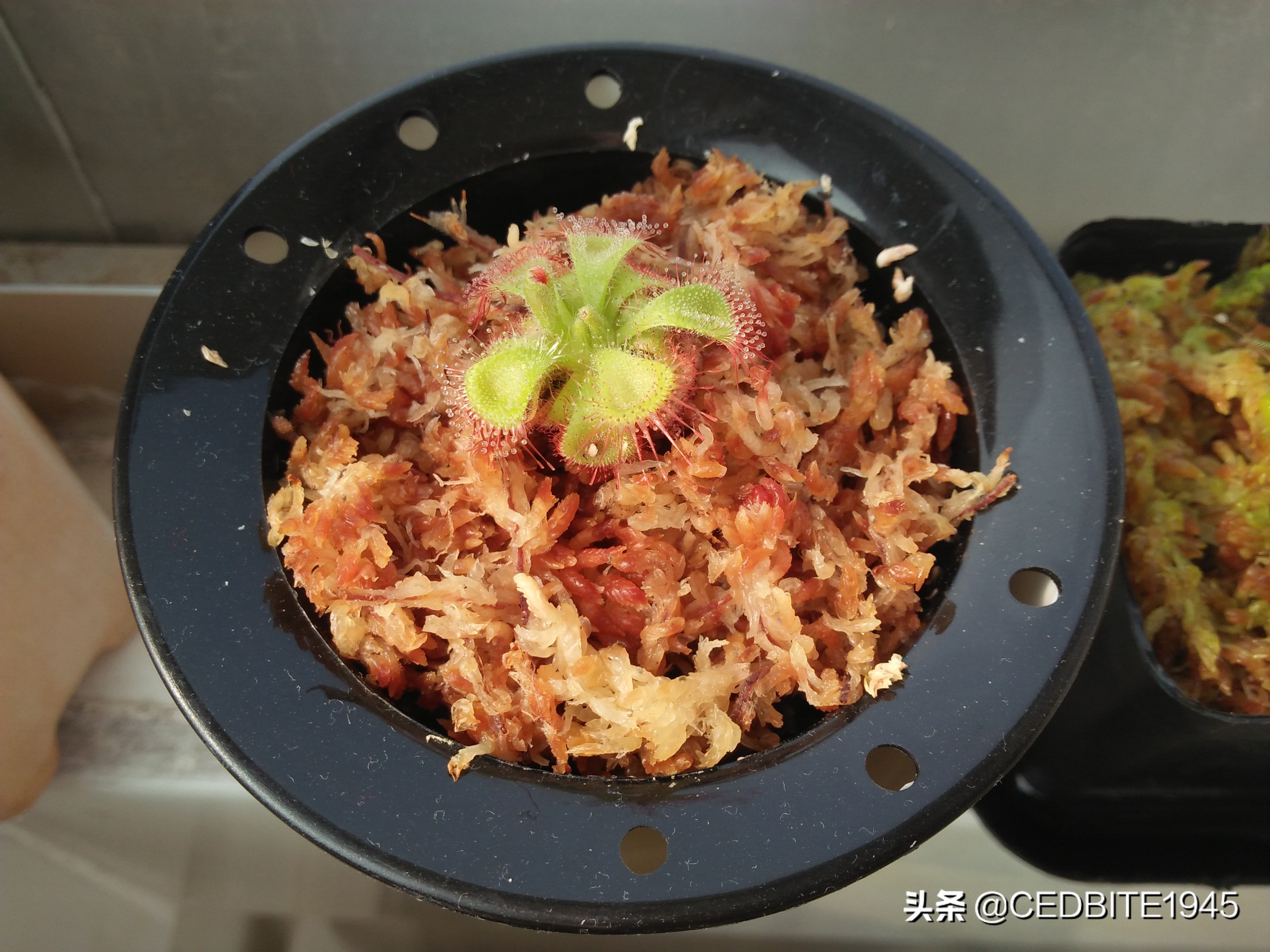 捕虫效率最高的食虫植物——茅膏菜种植攻略