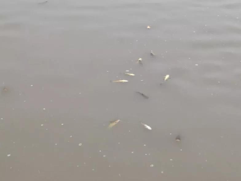 黄骨鱼出血病下什么药,黄骨鱼内脏出血是怎么回事