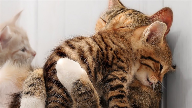 怎么清理猫咪毛上的驱虫药,大扫除怎么清除猫毛