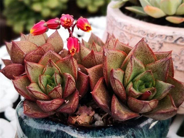 100种常见多肉的养法图片大全,60种好度夏的多肉植物