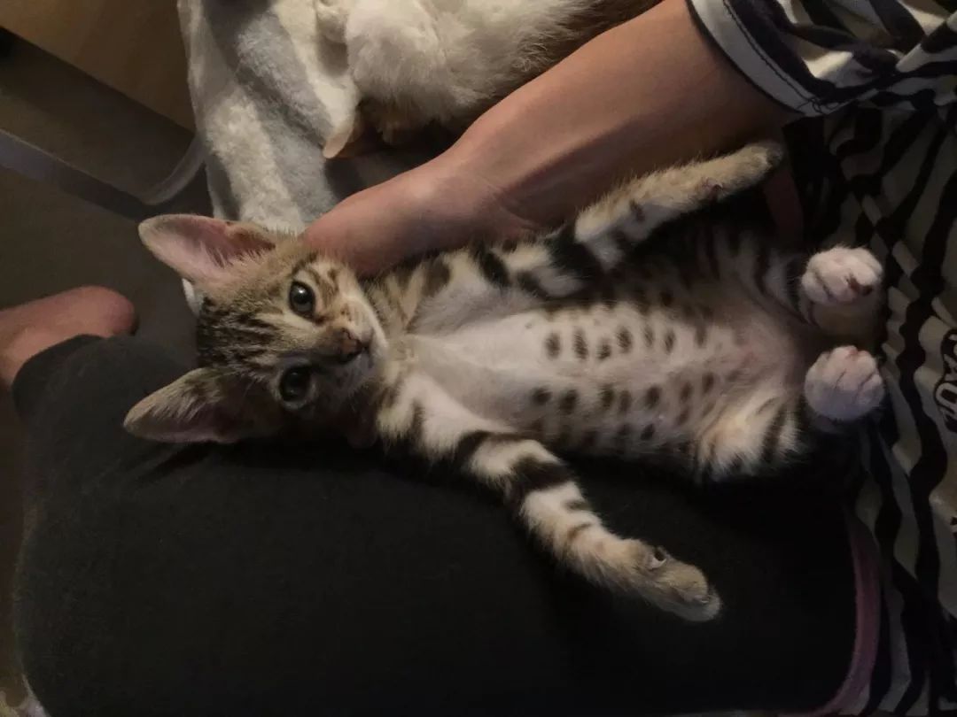 猫咪老是咬人能不能把它牙齿磨平,猫咪爱咬人怎么快速解决