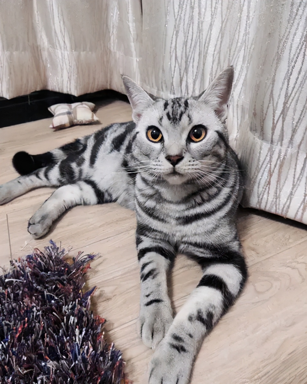 为啥猫咪会吃小猫,为什么有的猫咪吃水果