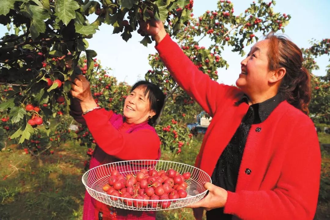 井冈山上映山红图片大全,山楂映山红