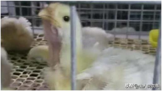 嗉囊疾病,嗉囊炎最新治愈方法