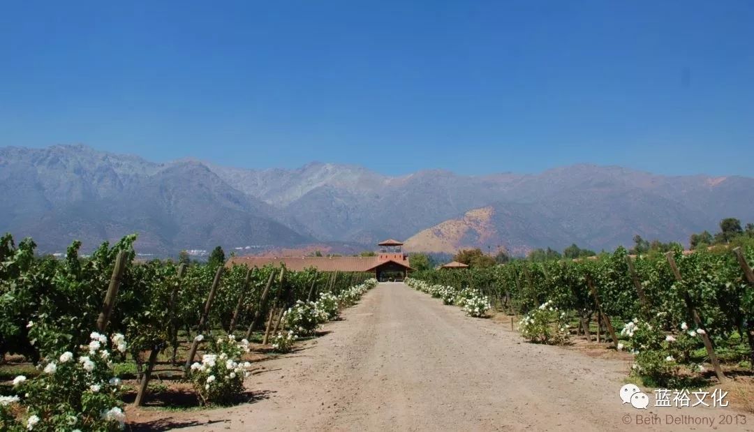 智利十大的酒庄排名榜最新,智利葡萄酒十大酒庄