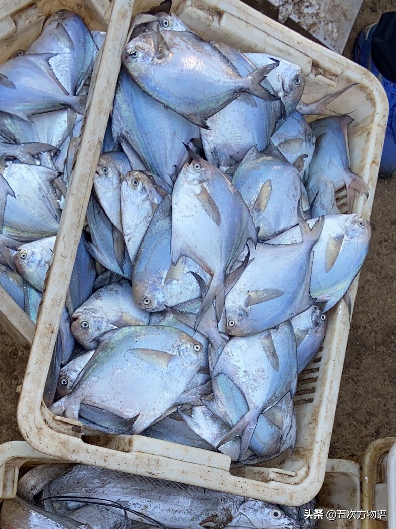 青岛开海了吃点什么海鱼好呢,去青岛吃哪些海鱼推荐