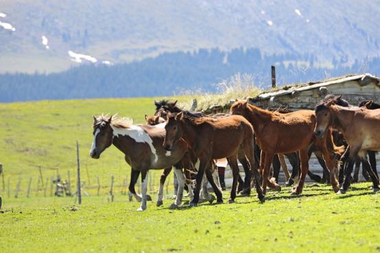 伊犁昭苏马场的马,伊犁昭苏县的马