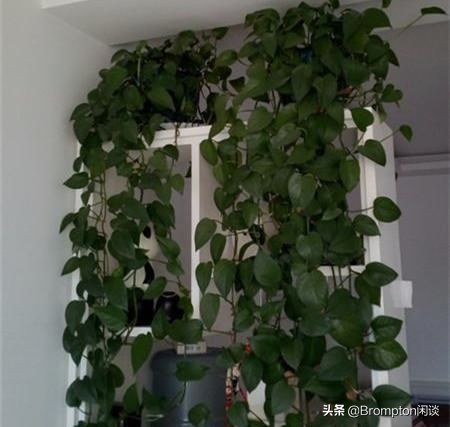 绿萝这样养疯长如瀑布半月长爆盆,为啥酱油水浇过绿萝之后绿萝疯长