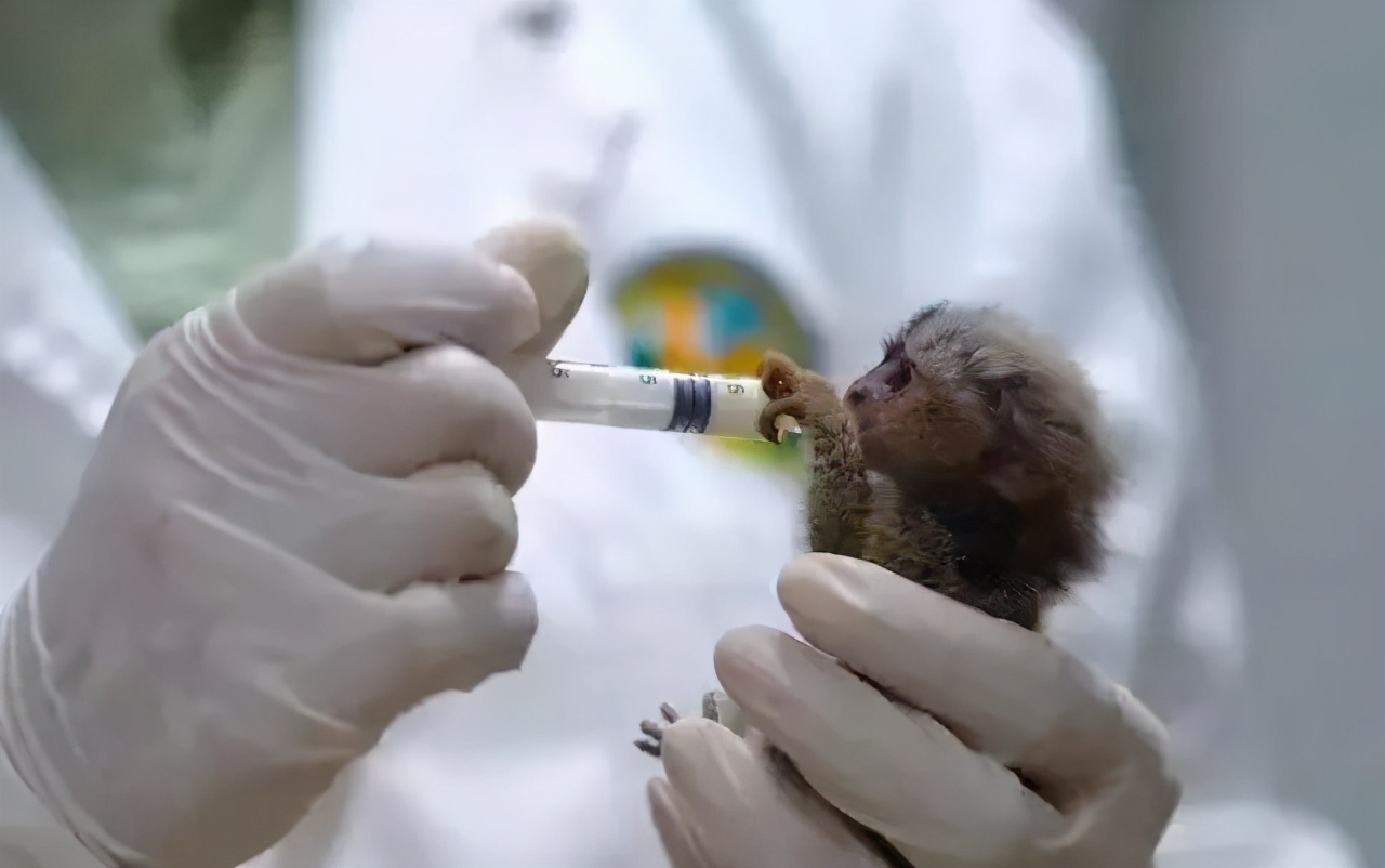 暑假带娃去广州长隆野生动物世界,研学亲子游广州长隆野生动物园