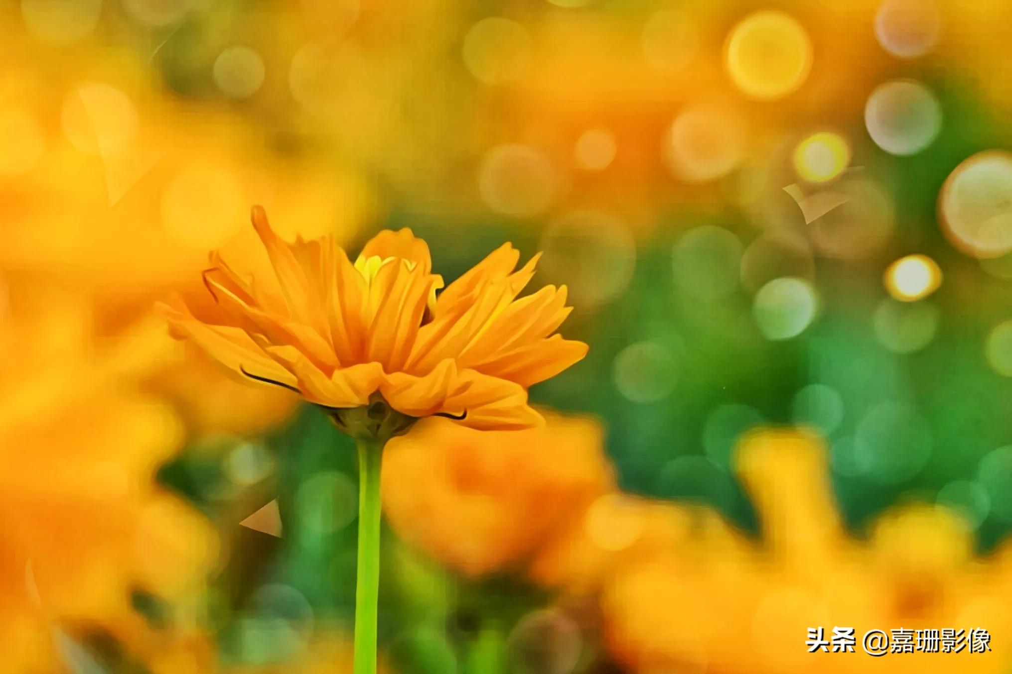 看看花容,听听花语2020年我镜头里的百种花卉