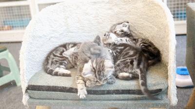 吃饭玩耍一体店,吃饭撸猫二选一