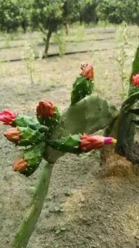 冯家江边发现紫色的鸟蛋，你知道什么鸟产的吗？