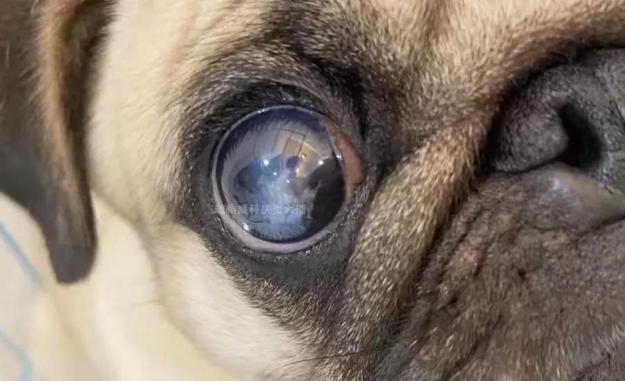 狗狗眼睛毛红肿溃烂怎么回事,狗狗眼睛红肿有水泡是什么情况