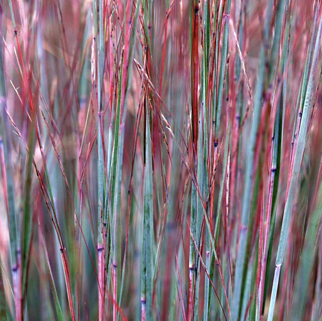 既能净化空气又美观的植物,10种好看的花卉