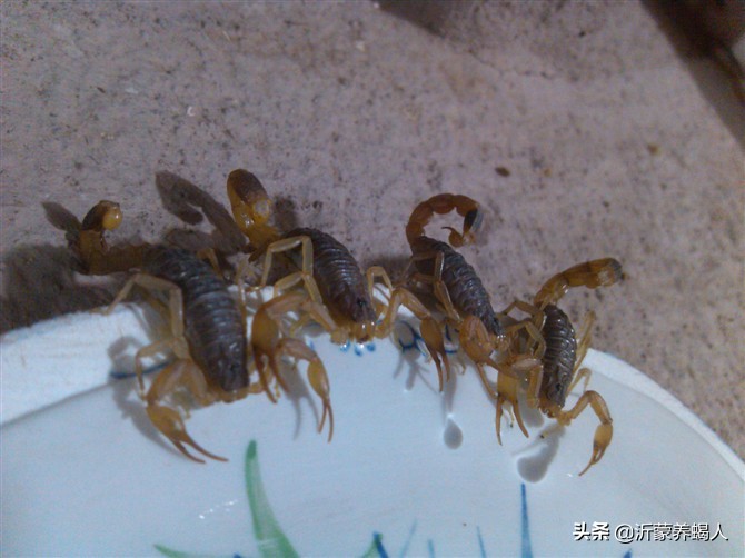 蝎子养殖技术分析就业前景,蝎子养殖的可行性报告