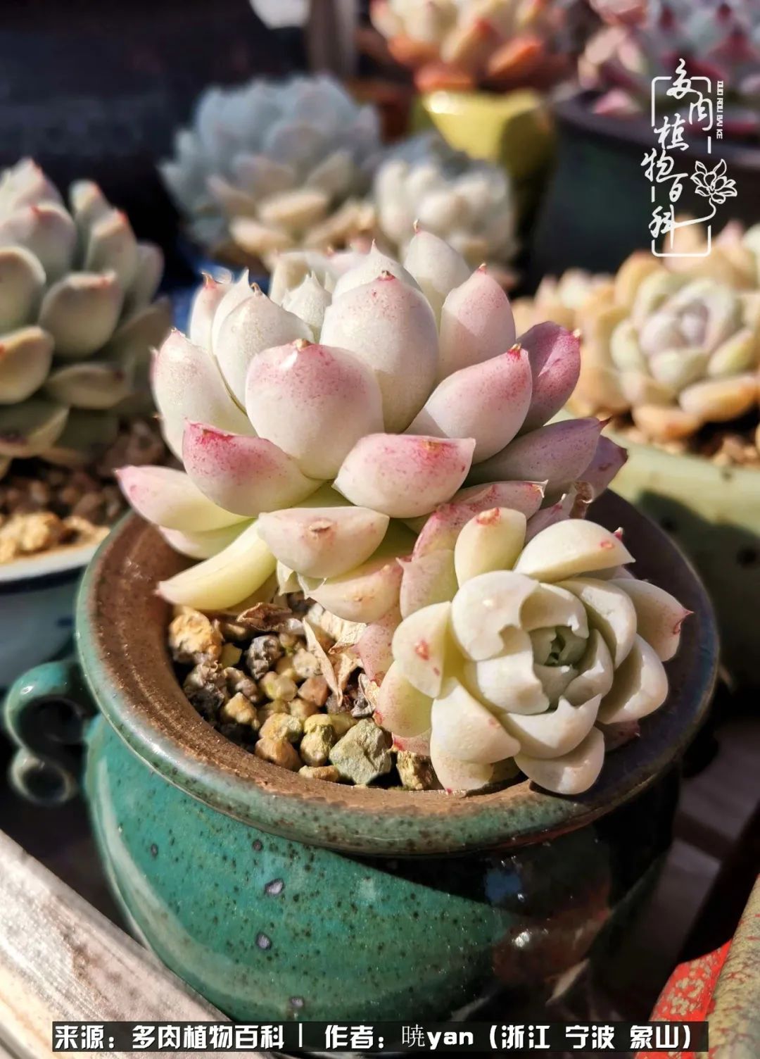 多肉初级入坑者,入坑多肉
