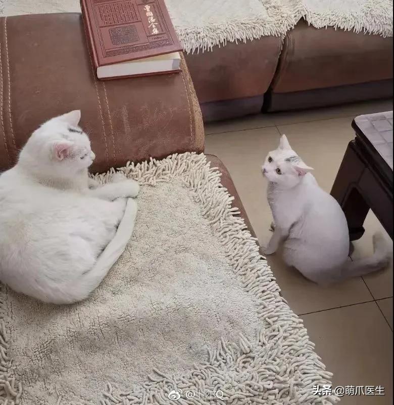 猫咪长大后还认得出兄弟姐妹吗,猫咪长大还记得自己的同胞兄弟吗