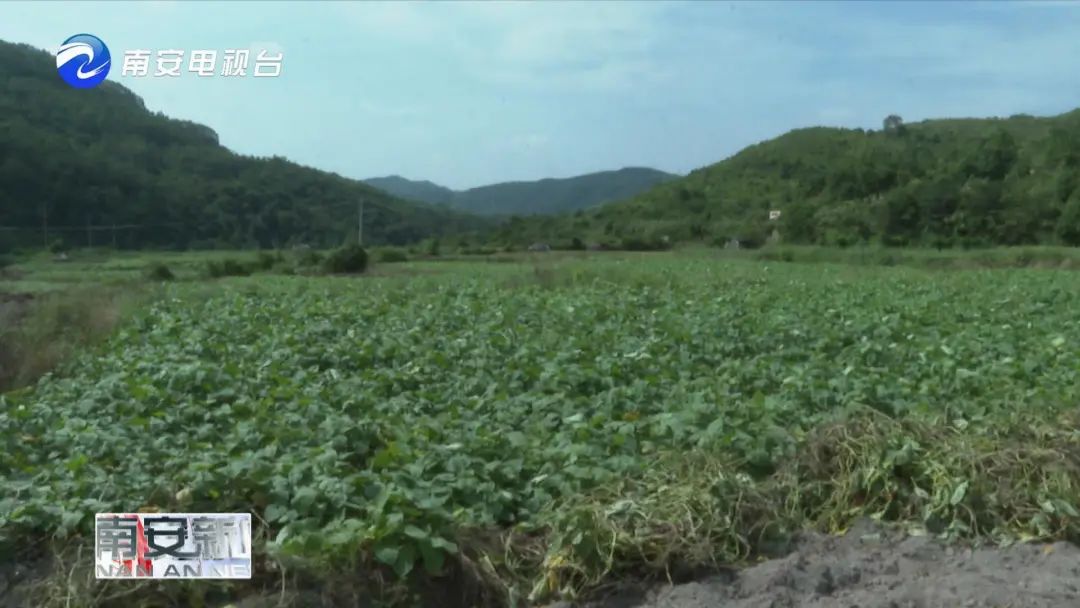 手慢无~南安官桥600亩曙光甘薯丰收啦