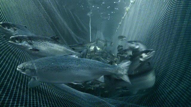 养殖鱼怎么样,养殖的鱼怎么才能繁殖