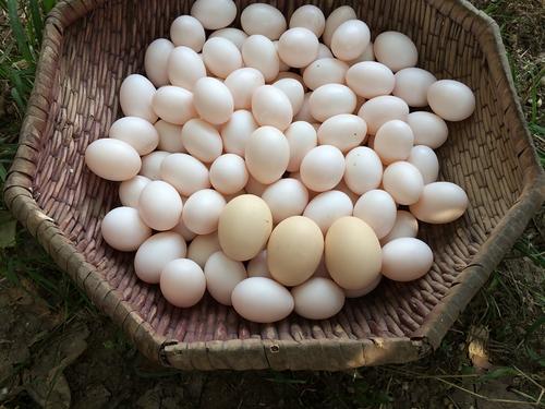 鸽子蛋海洋之心,丰富的鸽子蛋