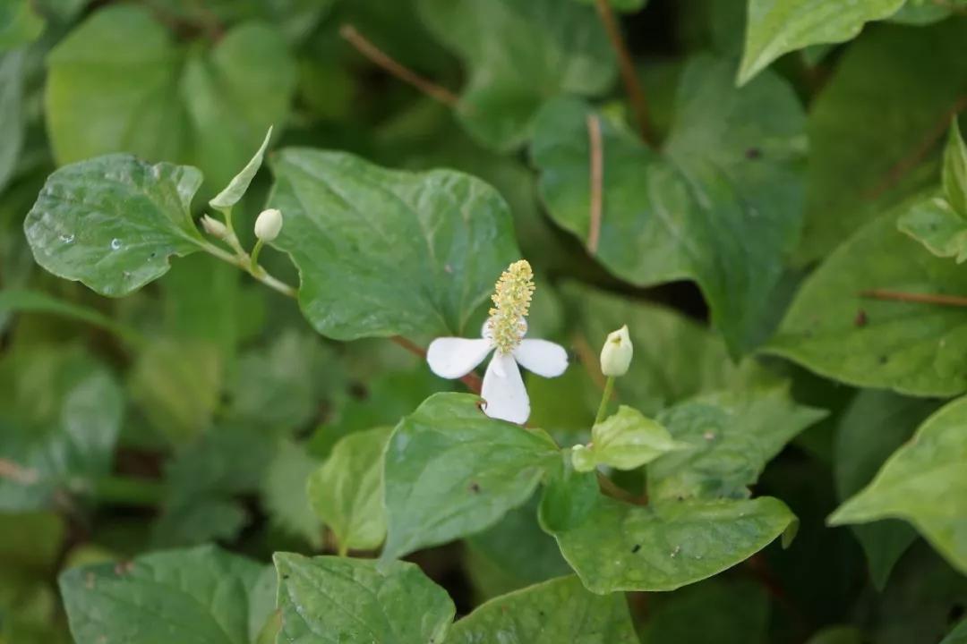 冬天常见中药植物图片及功效,花期长的草本植物图片