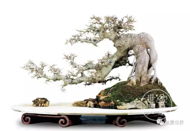 翠鸟根艺石头盆景艺术分享,奇形怪状极品根艺盆景图片