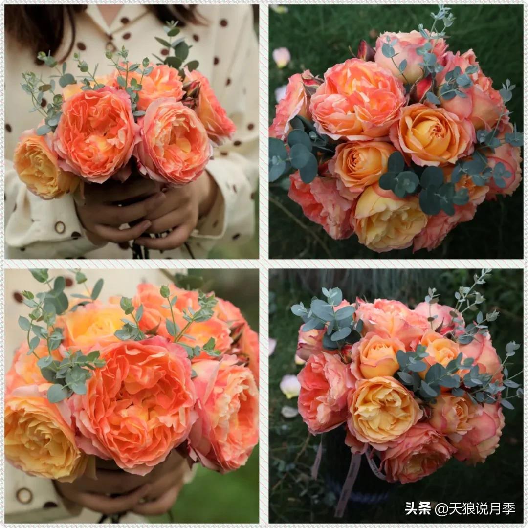 又一个十年,国产自育品种