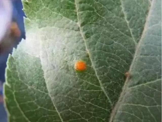 苹果锈病正在大面积发生，这样防治轻松搞定！