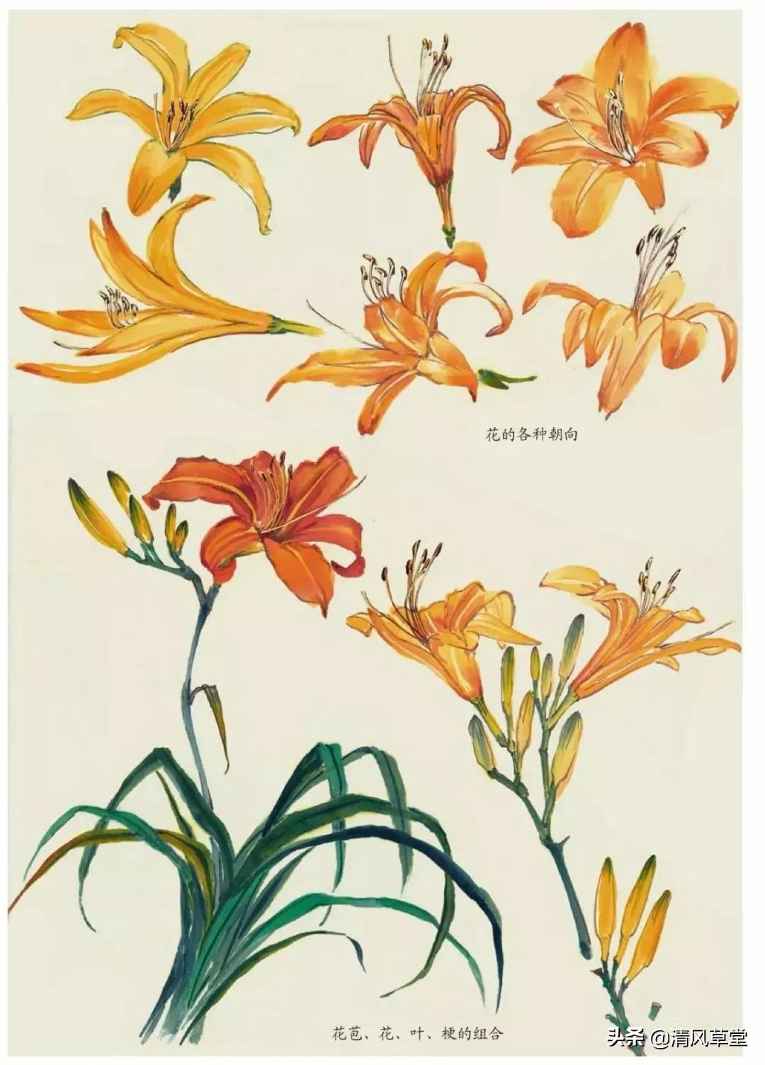 少儿国画花卉画法视频,各种花卉的100种画法