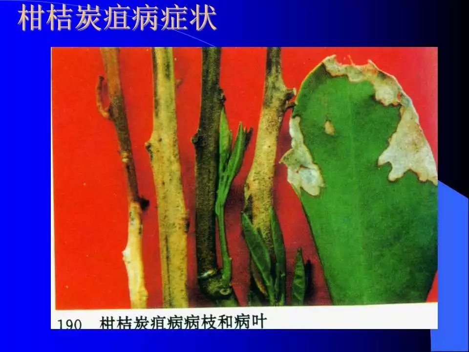 如何识别植物炭疽病和叶斑病,植物炭疽病的介绍