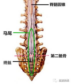 腰突马尾受压的症状,什么是腰突有哪些症状