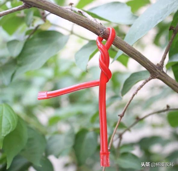 果树上的虫害怎么防治,农村果树果农