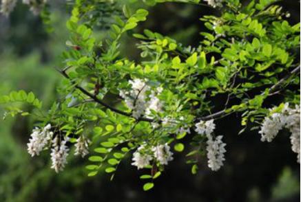 国槐树的主要害虫尺蠖防治,国槐主要害虫无公害防治