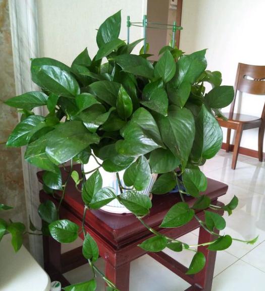 绿萝怎么养会疯长一个月爆盆,绿萝怎样养才能爆盆和爬满墙