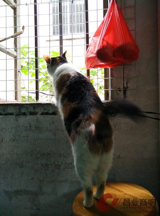 昌业音响家访专题：一怀幽愫解千丝——梁生发烧小记