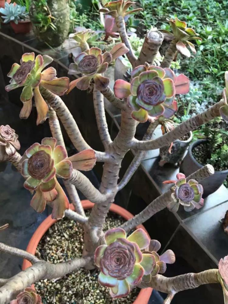 多肉植物法师黑腐了怎么“救”?这2招了解一下吧