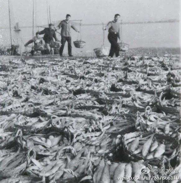 刀鱼5斤以上为啥那么贵,刀鱼为何天价