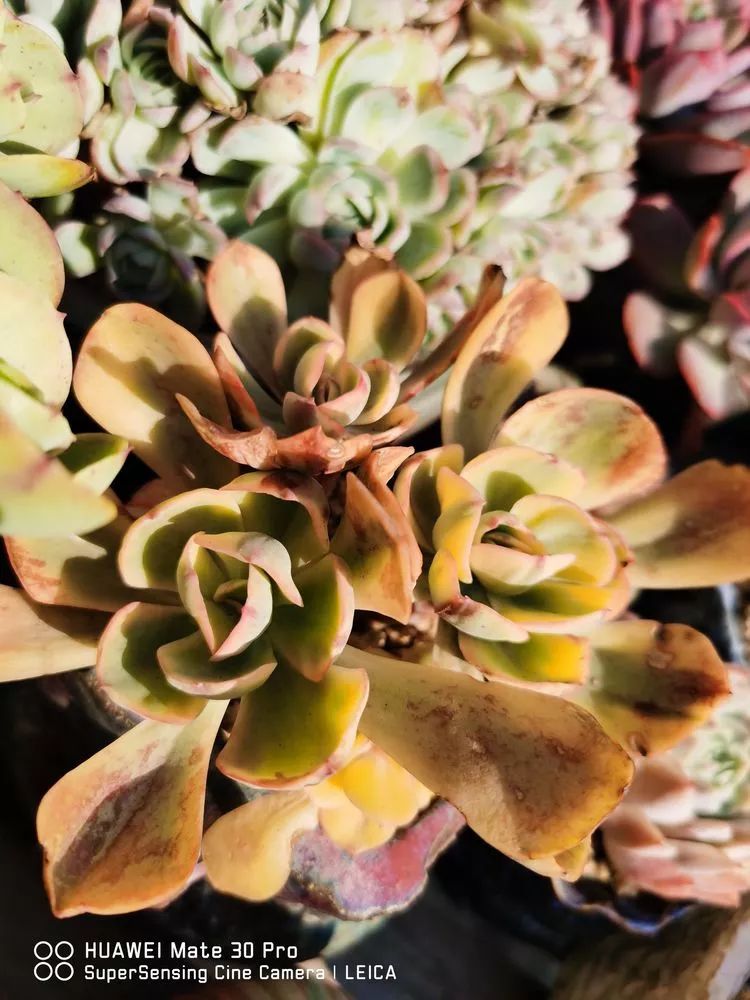 冬日如何更好地养多肉,冬天可以户外养护的多肉